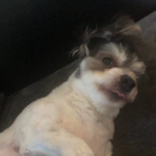 Bella the Artist