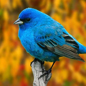Blue_Birdyyy