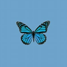 Mystical Butterfly