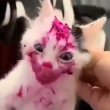 The Joker Cat