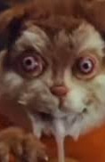 Alvin and the Switchmunks
