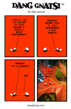 Dang Gnats!™