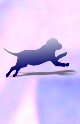 K-9