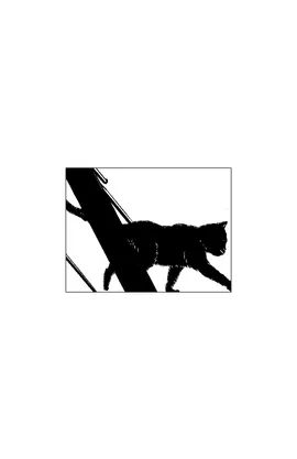 Gato.