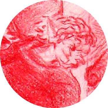 Draculalitu