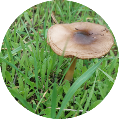 ShieldingEvasiveTeacher