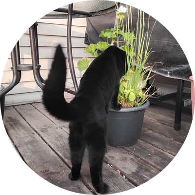 PaintingOrangePioneer