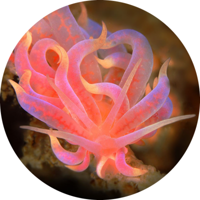 GastropodMollusc