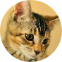 Stereotypicalcat