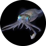 Darksquid