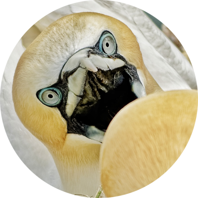 EnemyGarlic