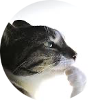SkirtingToughConsultant