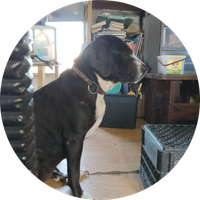 ShapingRiddlingTiger817