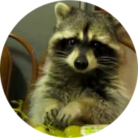 RaccoonHoldingGrapes