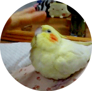BudgieBird10