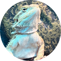 Kellbi