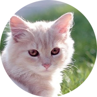 MeowMaw