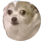 ConniechiwaL