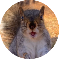 snowsquirrel